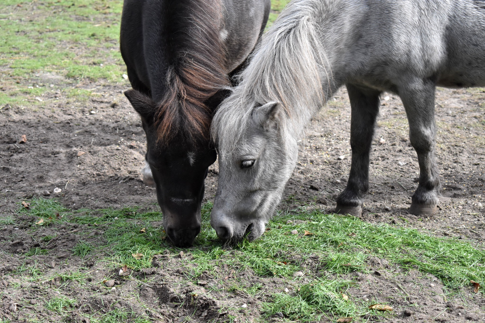 Twee pony's die gras eten