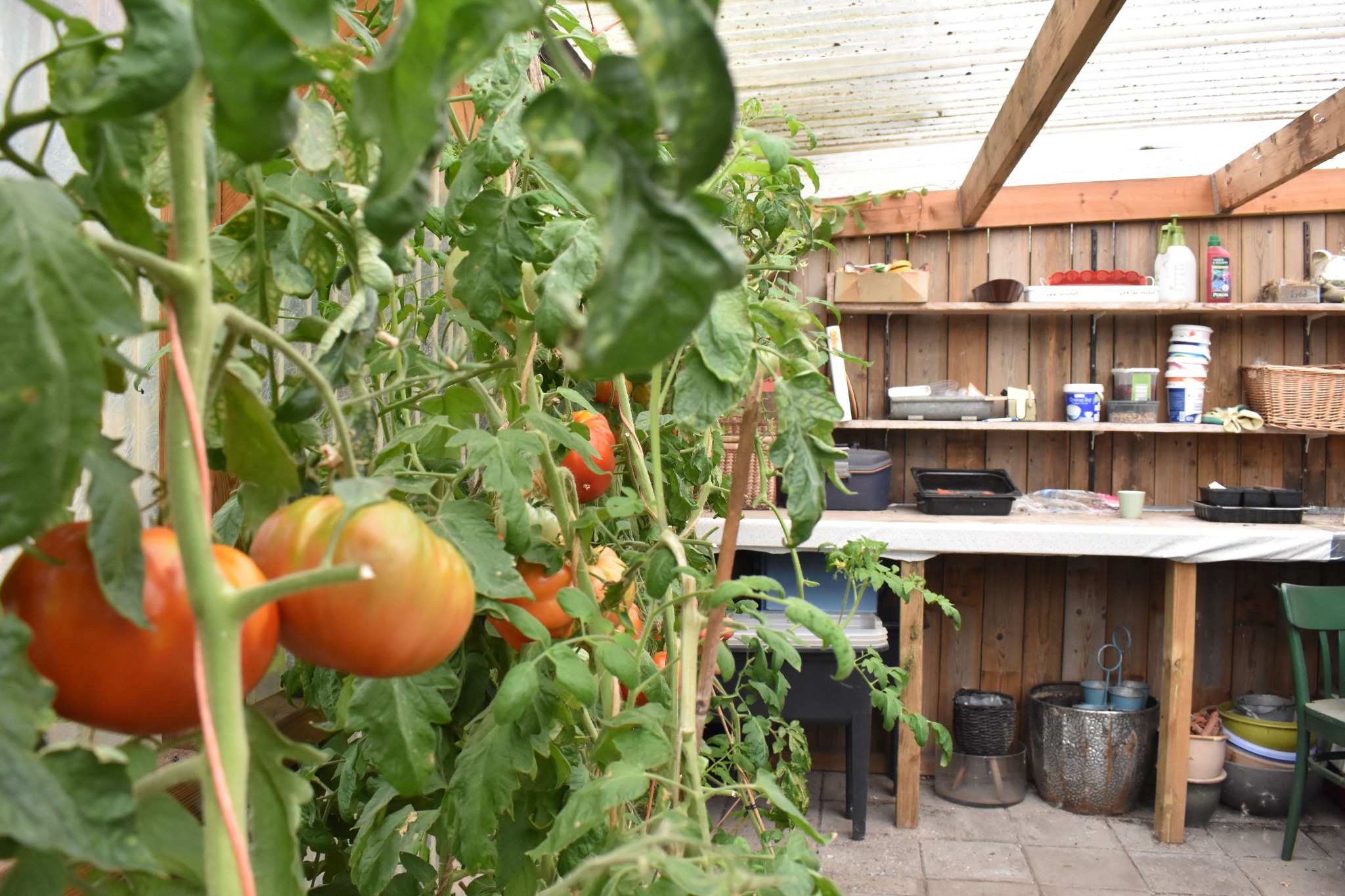 Tomaten en werkbank in de kas